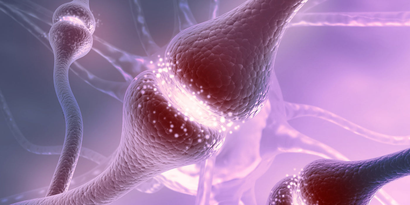 How Our Brains Hold Important Information